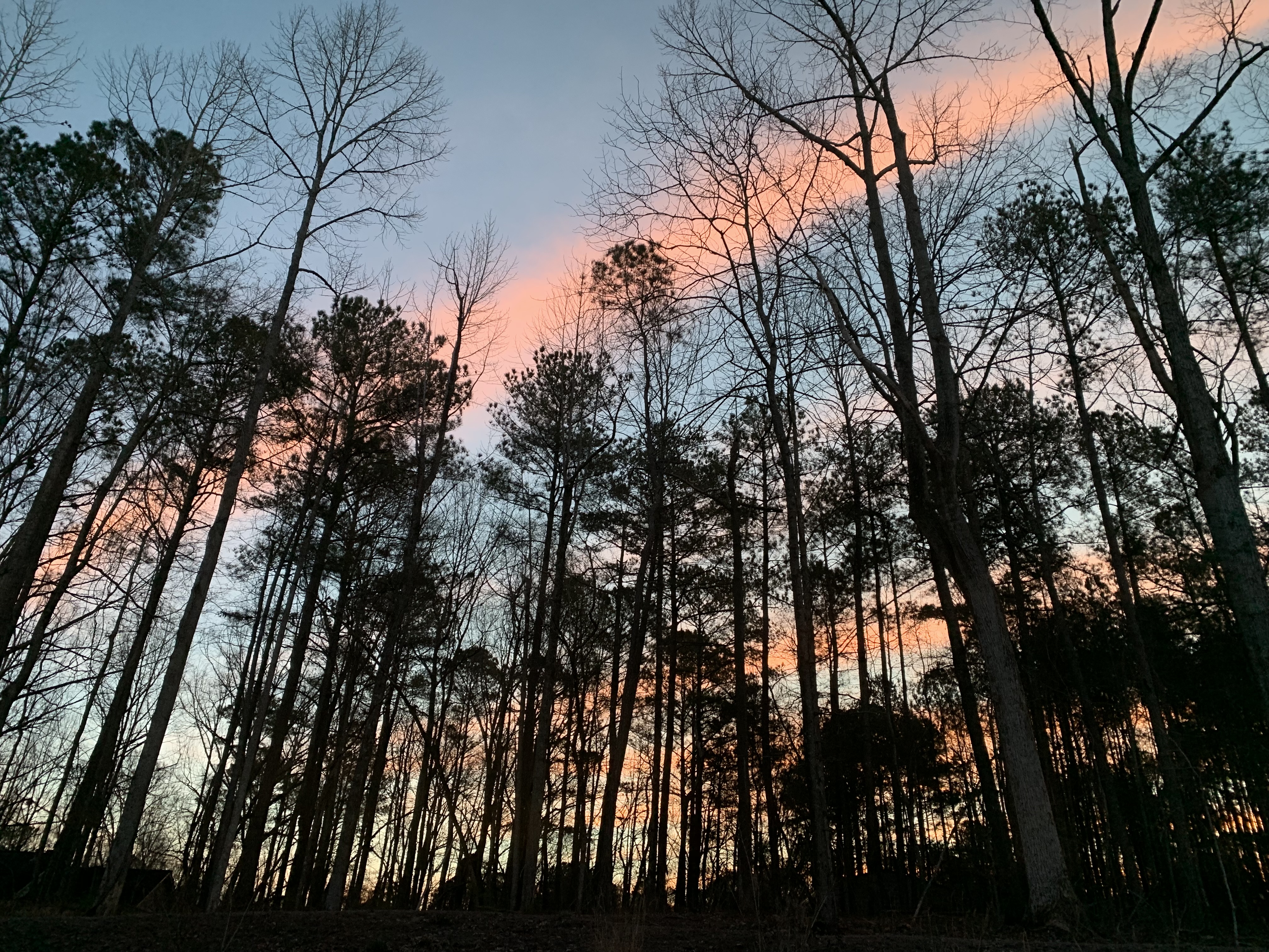 backyardsunset